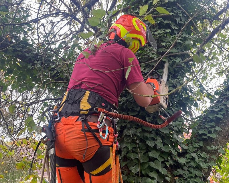 Élagueur Forêt de Crécy en intervention sur un arbre