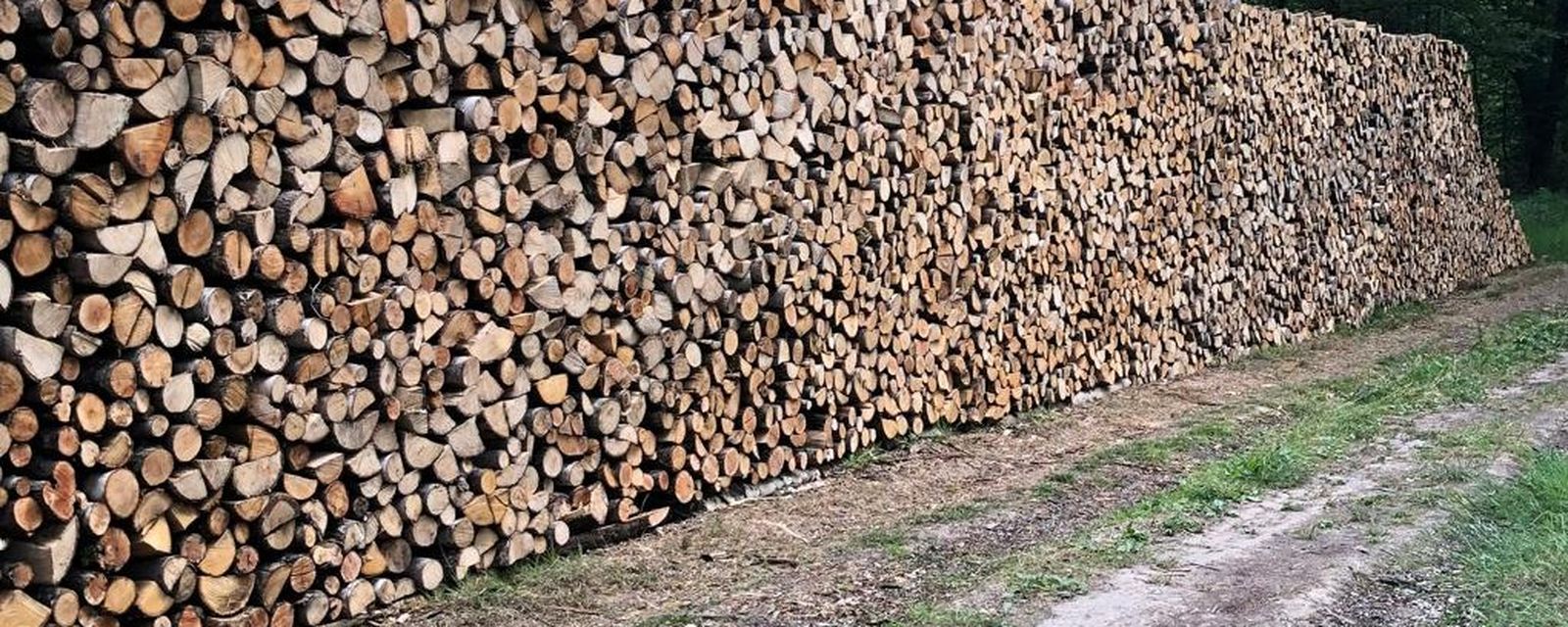 Stères de bois de chauffage empilés en forêt de Crécy